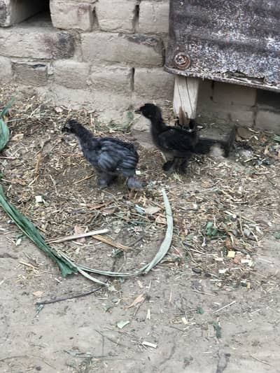 2 piece bentum chicks