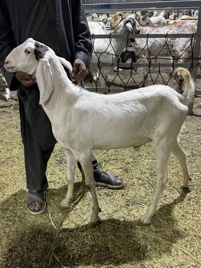 Eid 2026 Zinda Bakra per kg Rs 2000