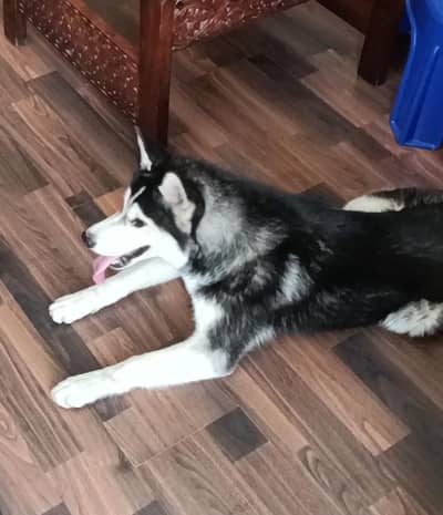 Husky 5 months