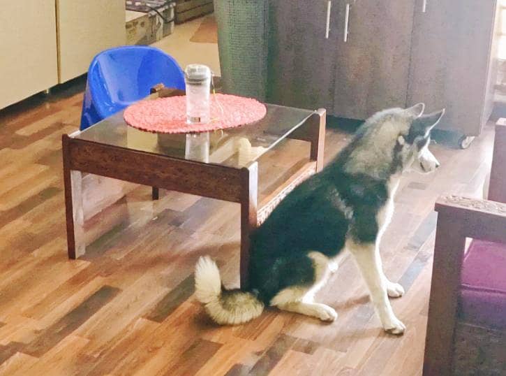 Husky 2