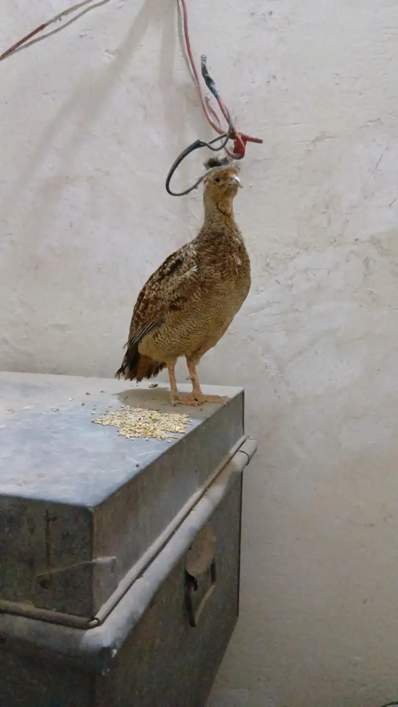 Male Teetar king Size for Sale