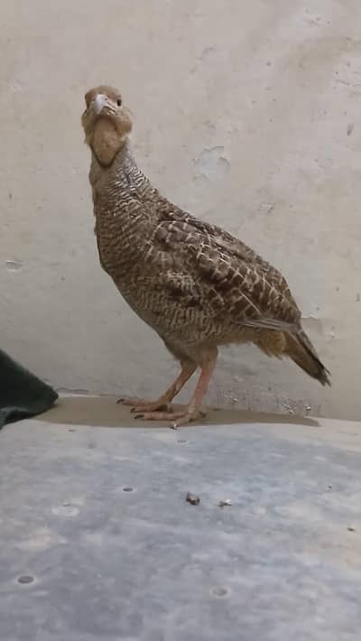 Dakhni Male and Irani female