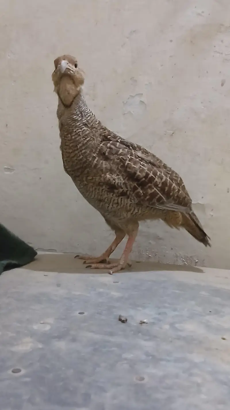 Male Teetar king Size for Sale — photo 2