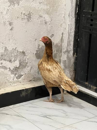 Aseel top Quality male females and chicks