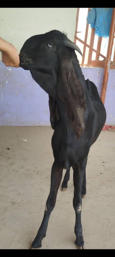 pure ambarsari beetal Bakra