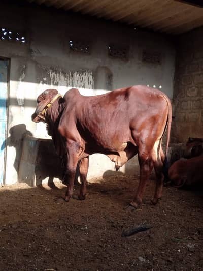 paka kheera bachra for sale