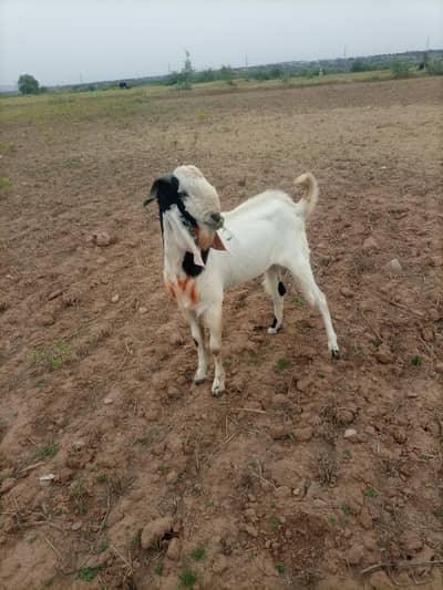 bakra for sale ha