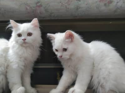 baby cat pair for sale