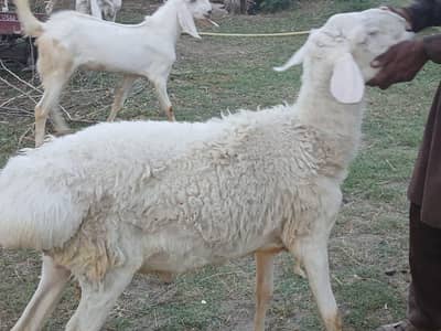 male sheep l for sale