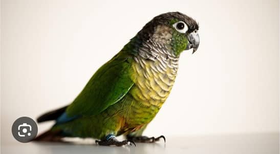 Green Cheek Conures and Some Love Birds For Sale  For Sale