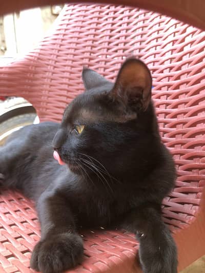 Solid BLACK Male Cat 0333|0601006