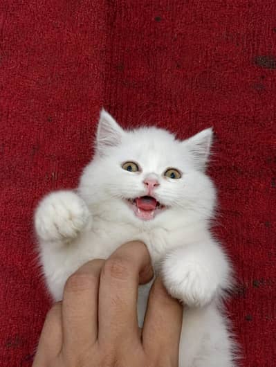 Persian cat triple coated 2 months