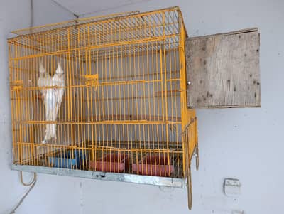 Cockatiel Pair with Cage Sale Urgent