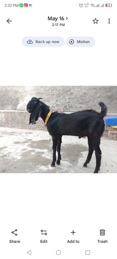 Bakra | For Sale | Qurabani in Hurbancepura near Askari 10 LHR