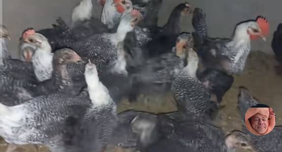 misri fayomi 3months chicks available