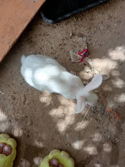 rabbit for sale