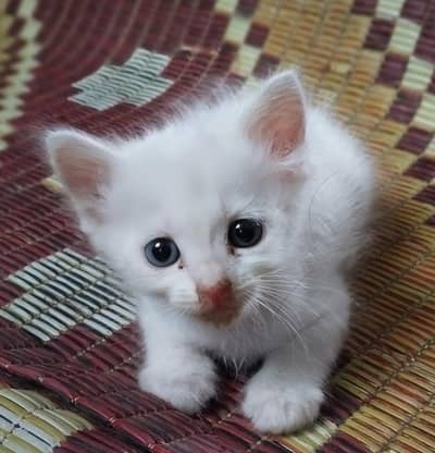 Russian cats Single & double coated