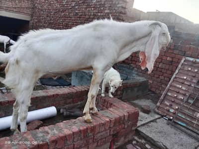 Andal Heavy Bakra