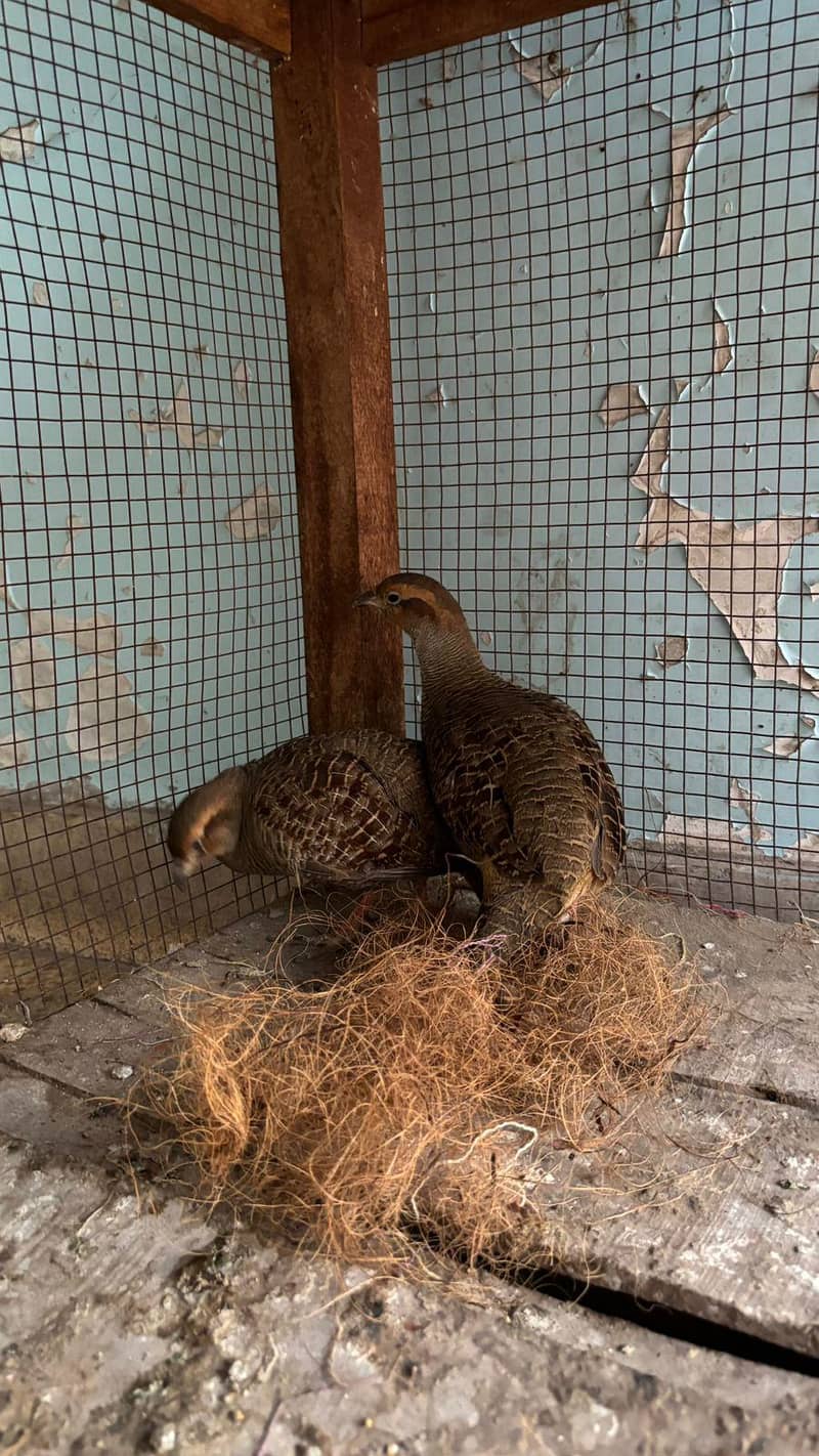 TIteer pair 3