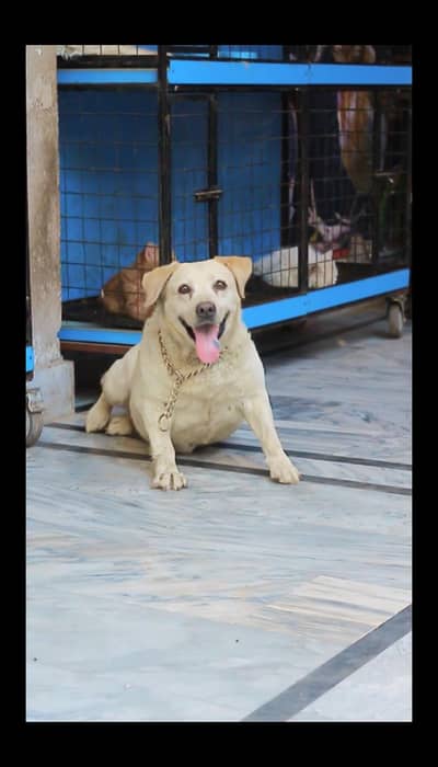 Labrador female dog-dog for sale