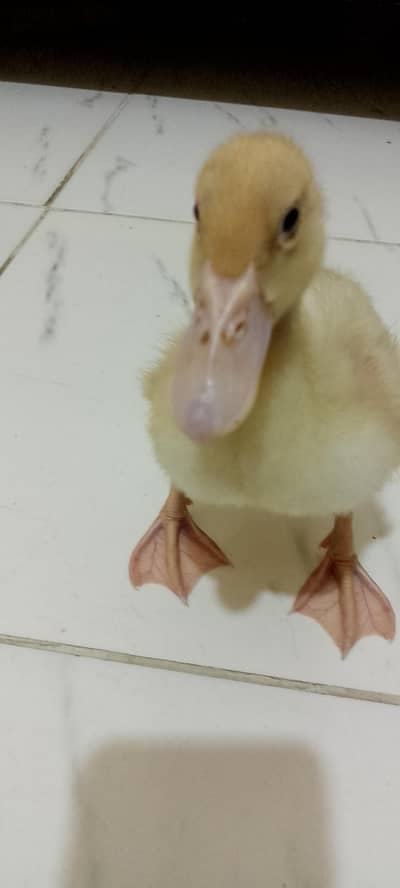 Single Duck neat and clean