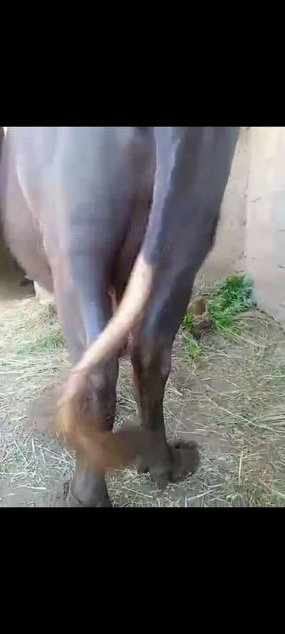 qurbani ke lie bhense for sell  man se uper tazi bhens for sell tazi m