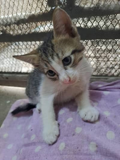 Cute baby kittens for sale