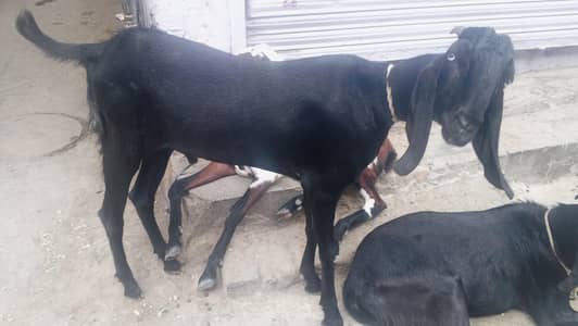 Bakra for sale