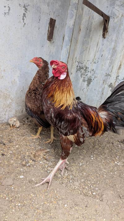 aseel pair male cros