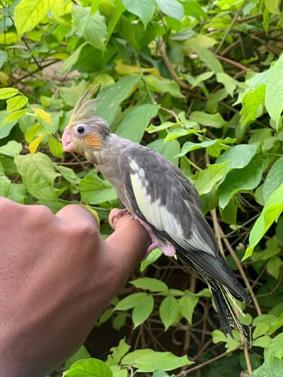 Hand tame cocktail self