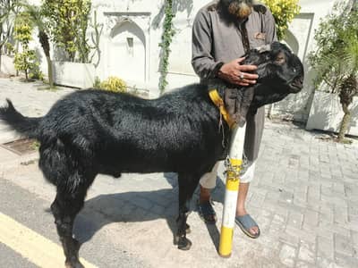 GOAT FOR QURBANI 60KG ABOVE WEIGHT