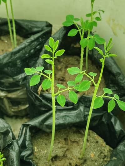 Moringa live Baby Plants