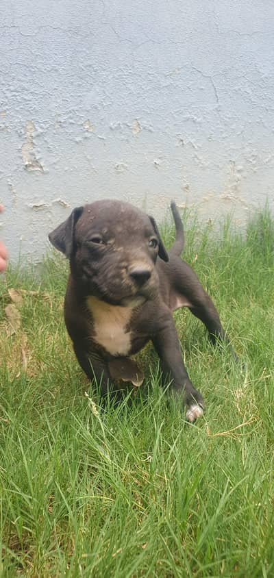 *Pure Pitbull Puppy for Sale - Rs 200,000*
