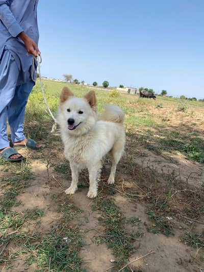 Red and white russian  dog