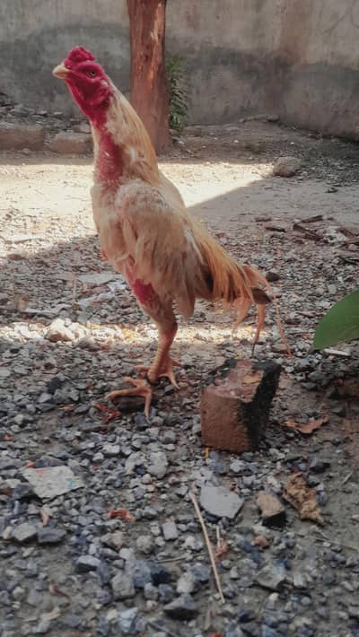 murga