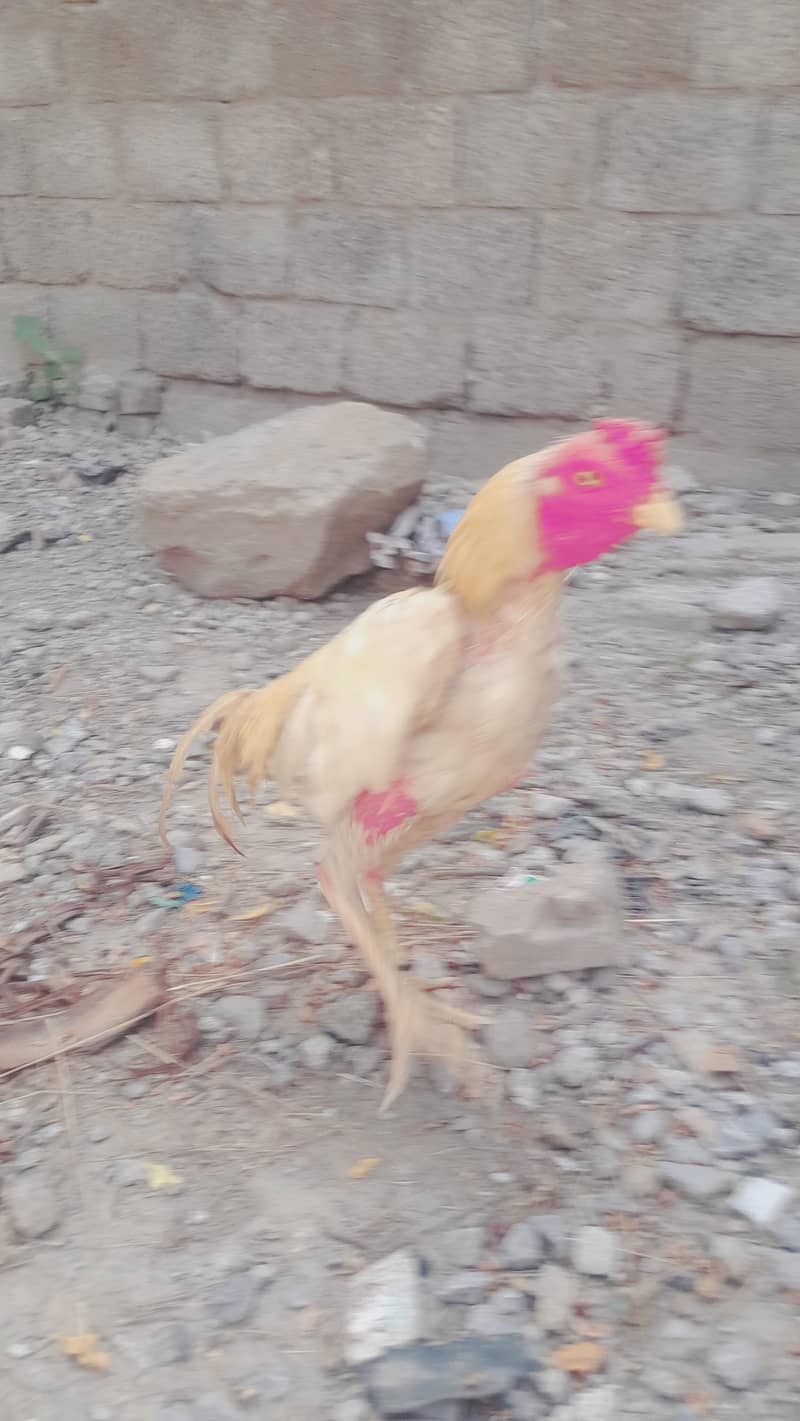 murga 2