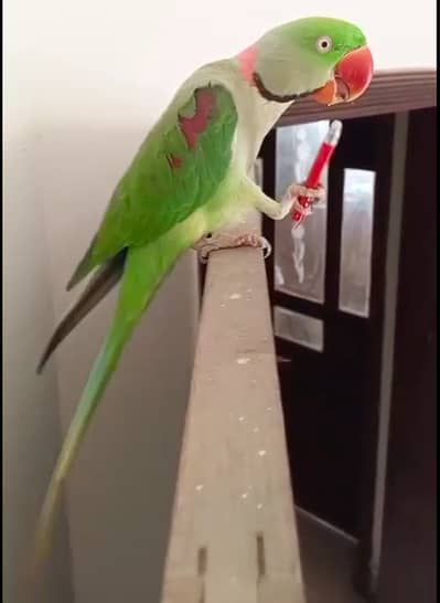 RAW PARROTS BREEDING PAIR FOR SALE