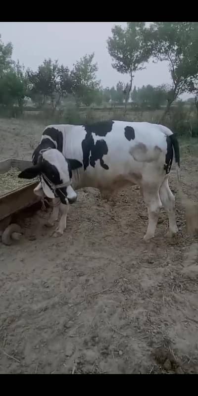 Beautiful Australian Cross Bachra For Qurbani - 2 Daant Doonda Bull