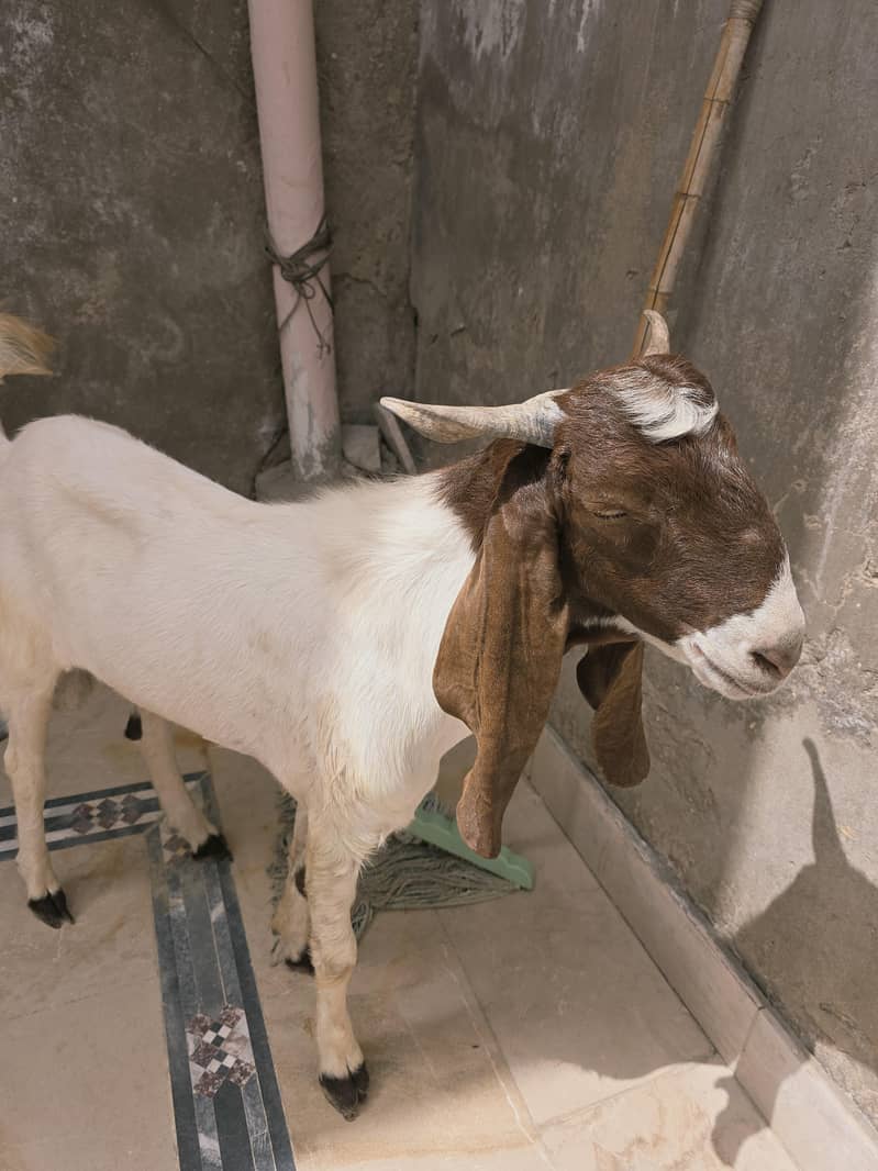 bakra 0