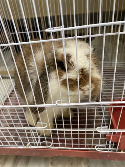 Holland lop female for sale