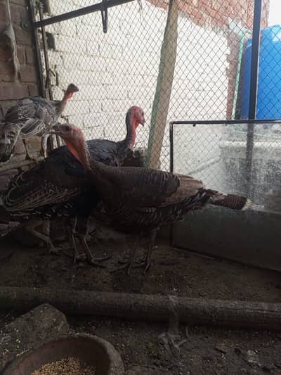 Turkey pair for sale