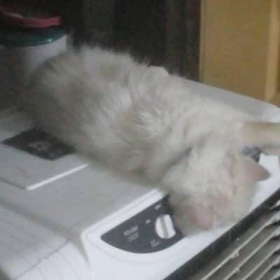 Persian cat for sale