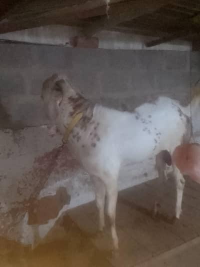 Andu bakra 2 danth contact 0371-0268160