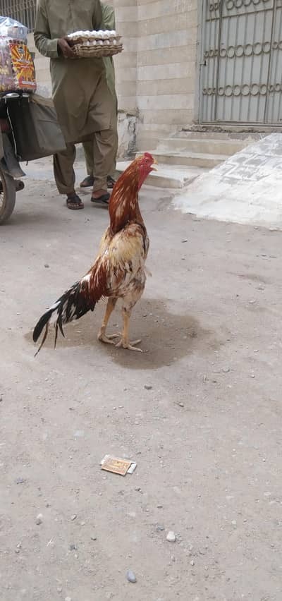 murgha