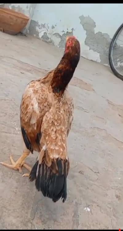 aseel murgi high breed