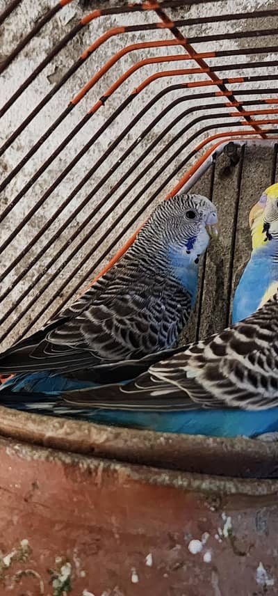 Budgies Parrot for sale
