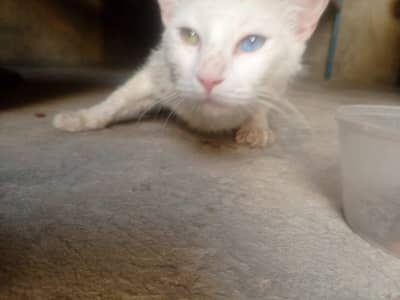 high breed cat
