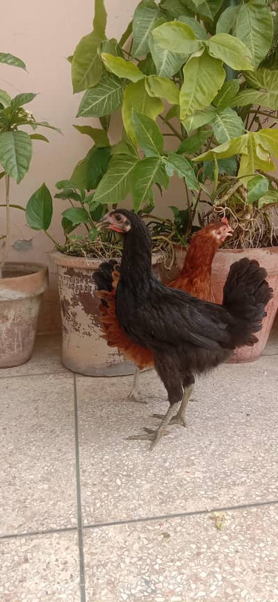 desi murgiyan available