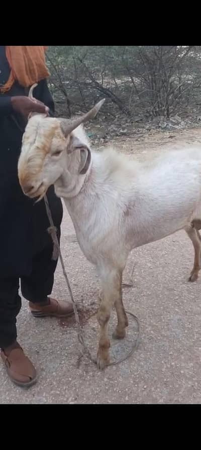 bakra