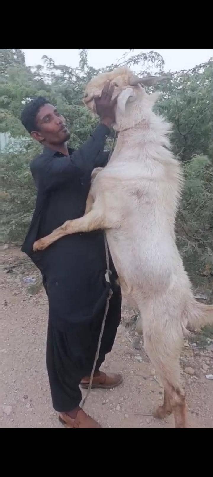 bakra 1
